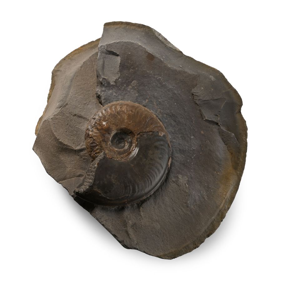 Large Fossil Pseudolioceras Ammonite