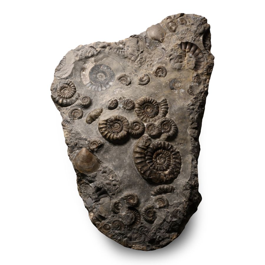 Fossil Promicroceras Ammonite Mortality Plate