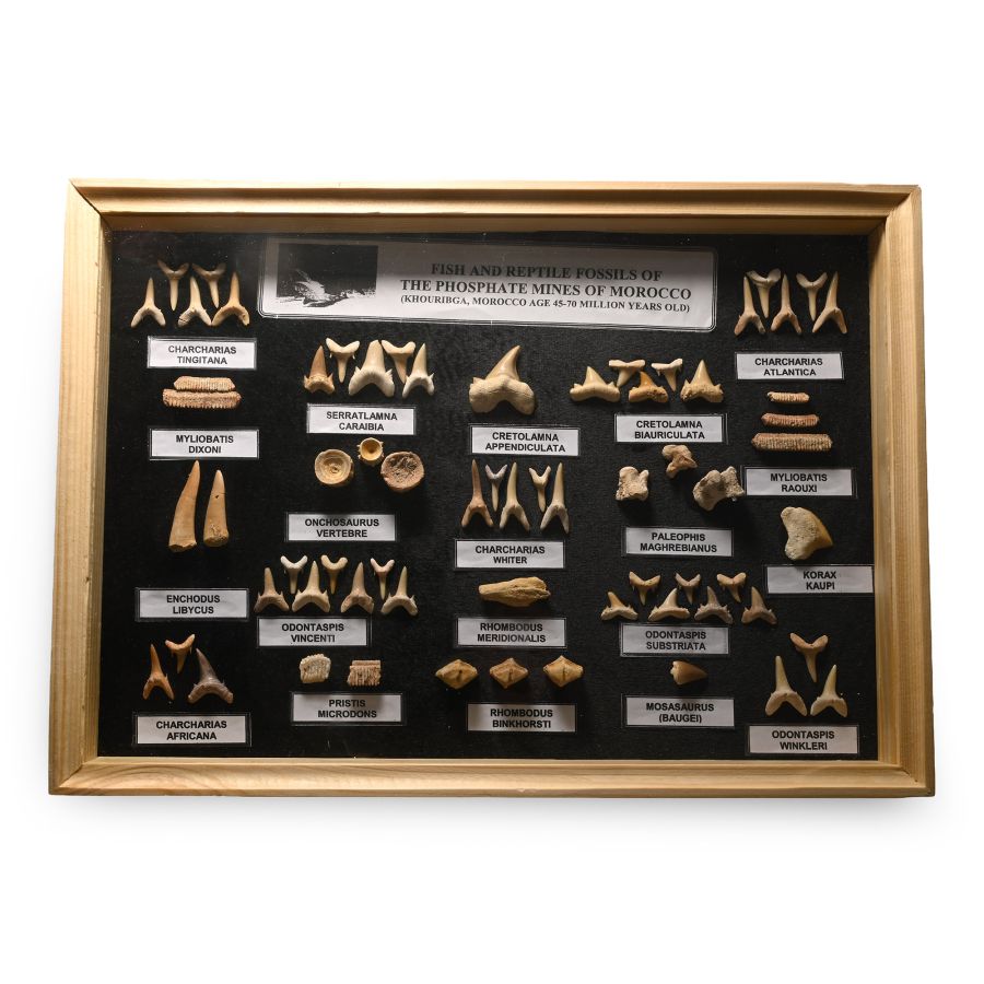 Fossil Shark Tooth Display Case