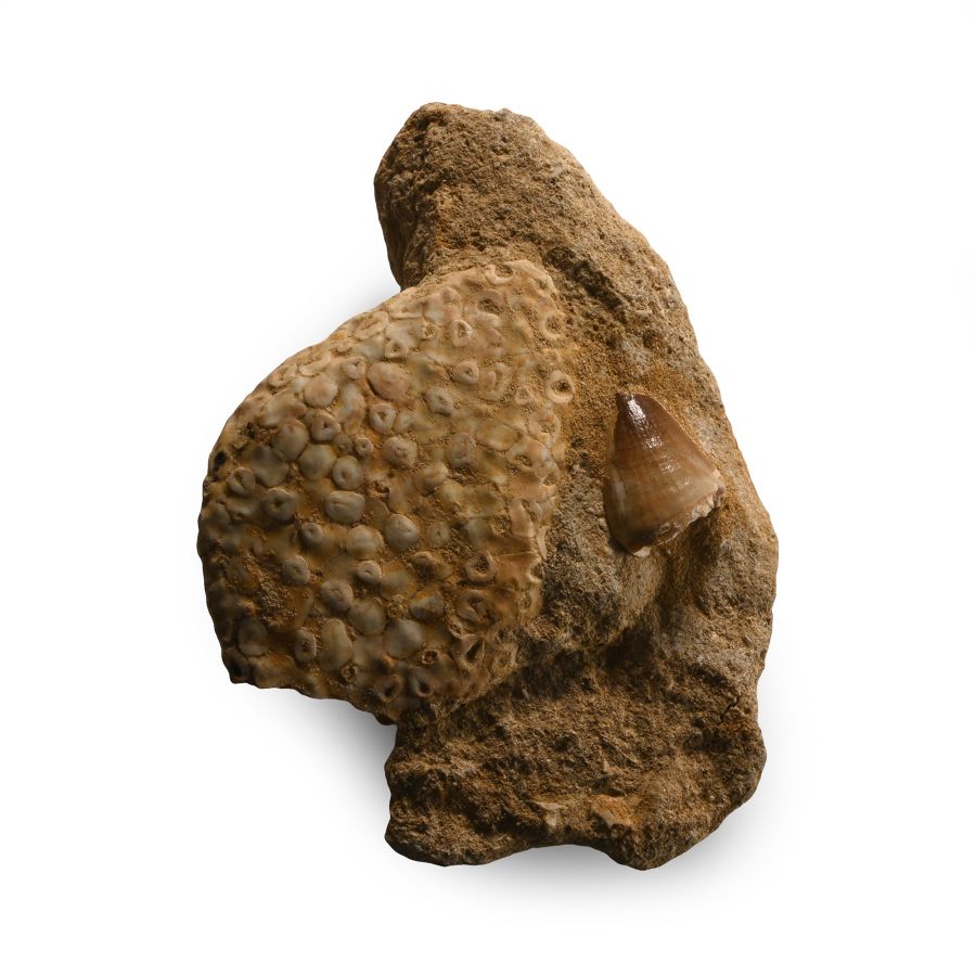 Fossil Mosasaur Tooth with Fish Palate