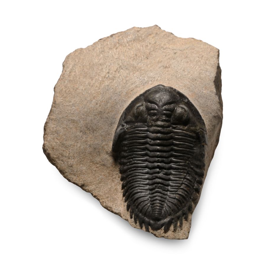 Fossil Hollardops Aithassainorum Trilobite