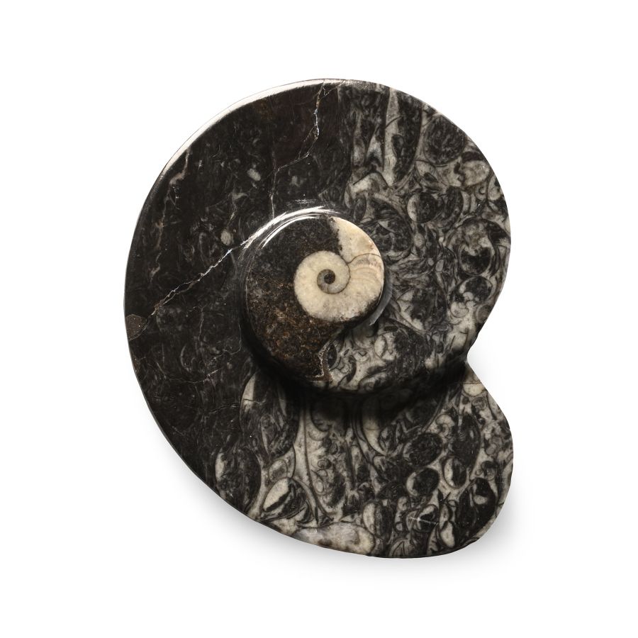 Polished Fossil Goniatite Dish