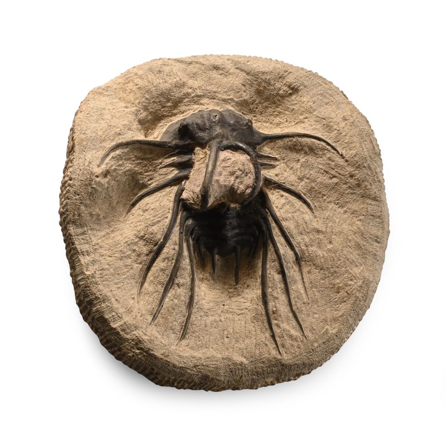 Dicranurus Monstrosus Composite Fossil Trilobite