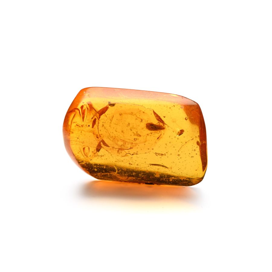Polished Amber with Insect