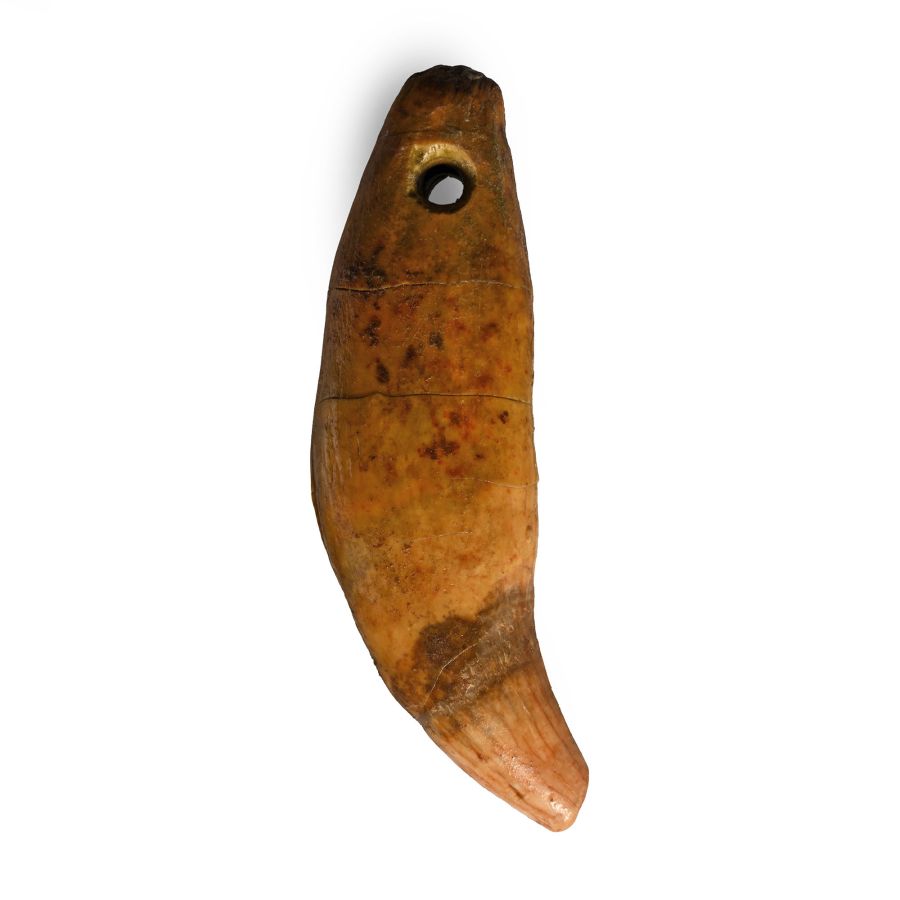 Stone Age Neanderthal Period Cave Bear Tooth Pendant
