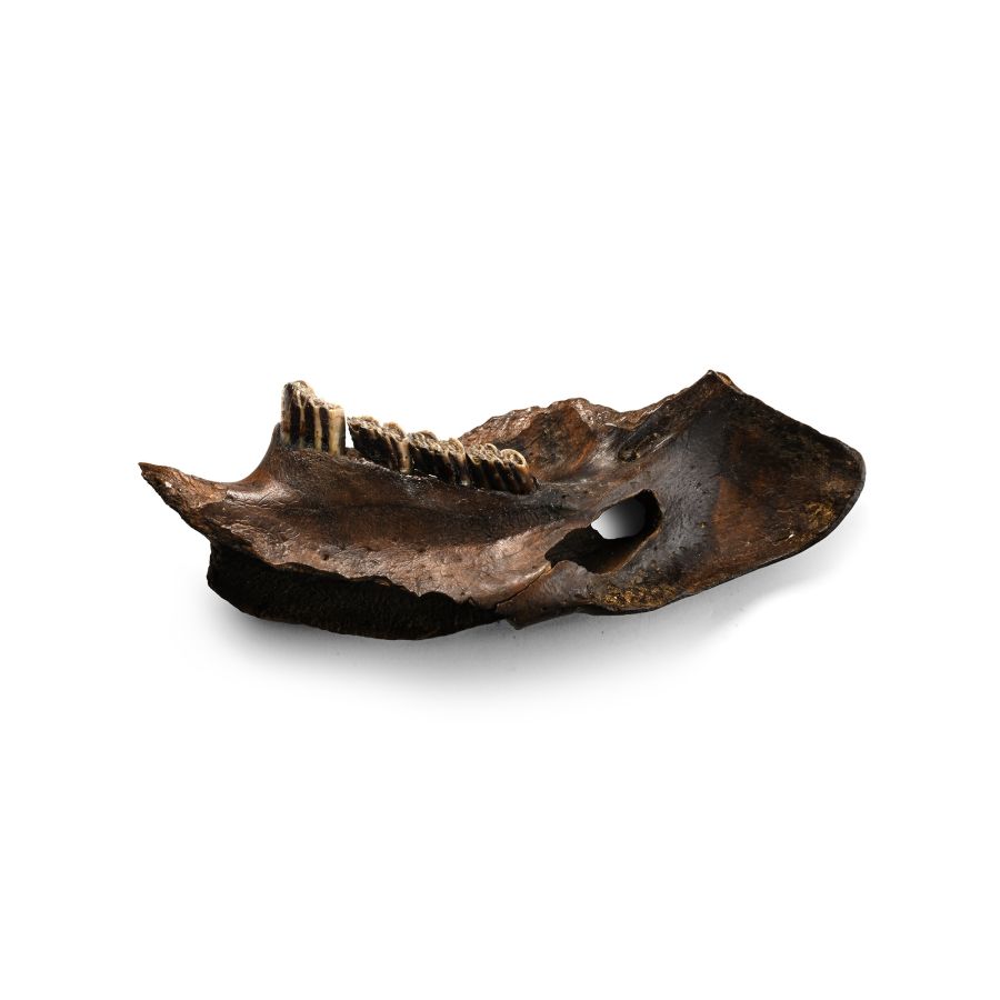 Stone Age Neanderthal Period Beaver Jaw Pendant with Markings