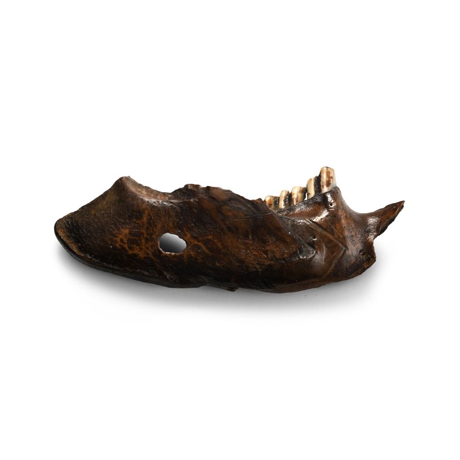 Stone Age Neanderthal Period Beaver Jaw Pendant with Markings
