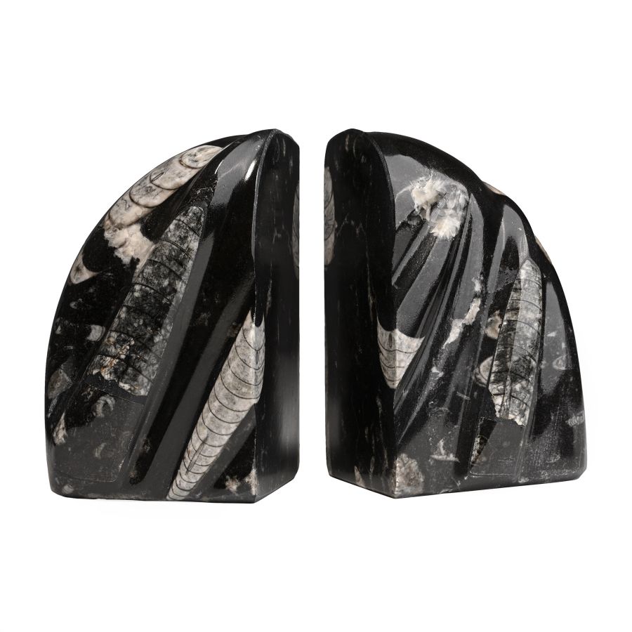 Polished Orthoceras Fossil Bookends