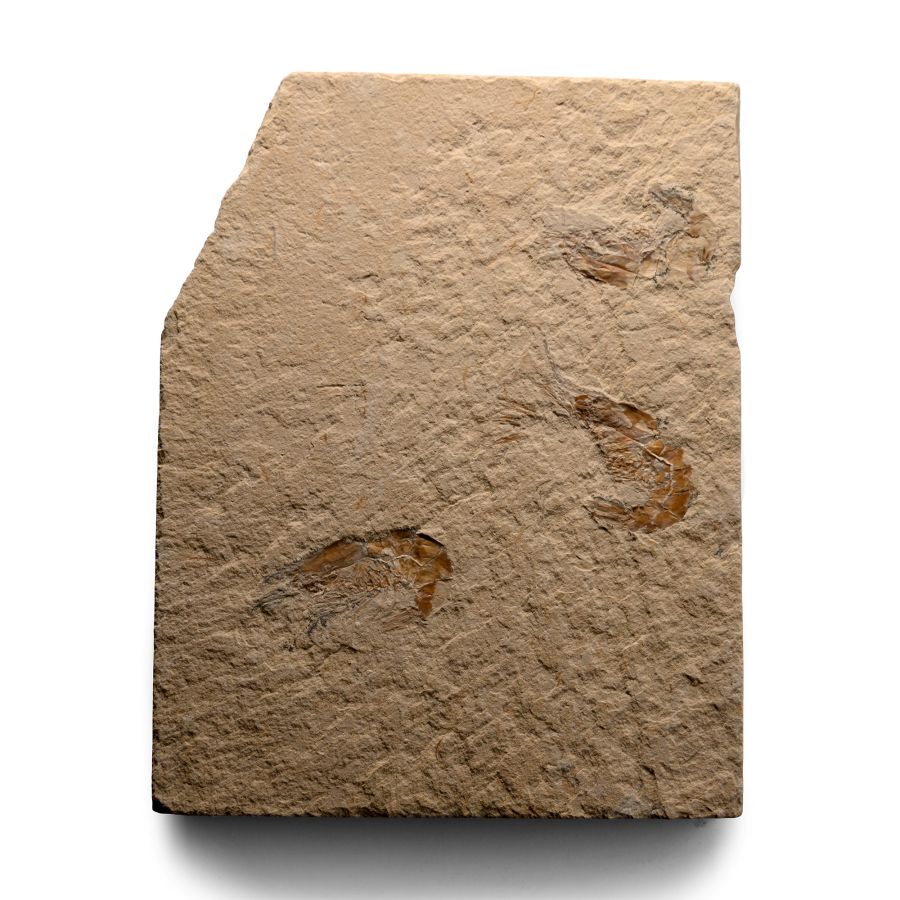 Lebanese Fossil Shrimp Plate
