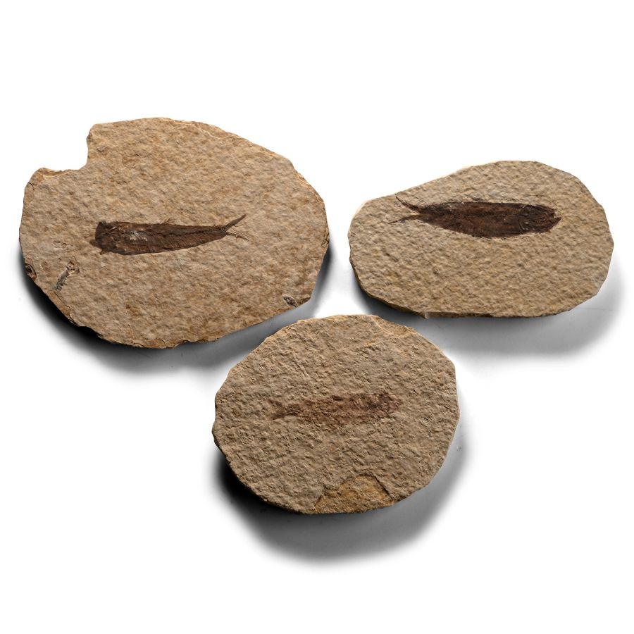 Knightia Fossil Fish on Matrix Group
