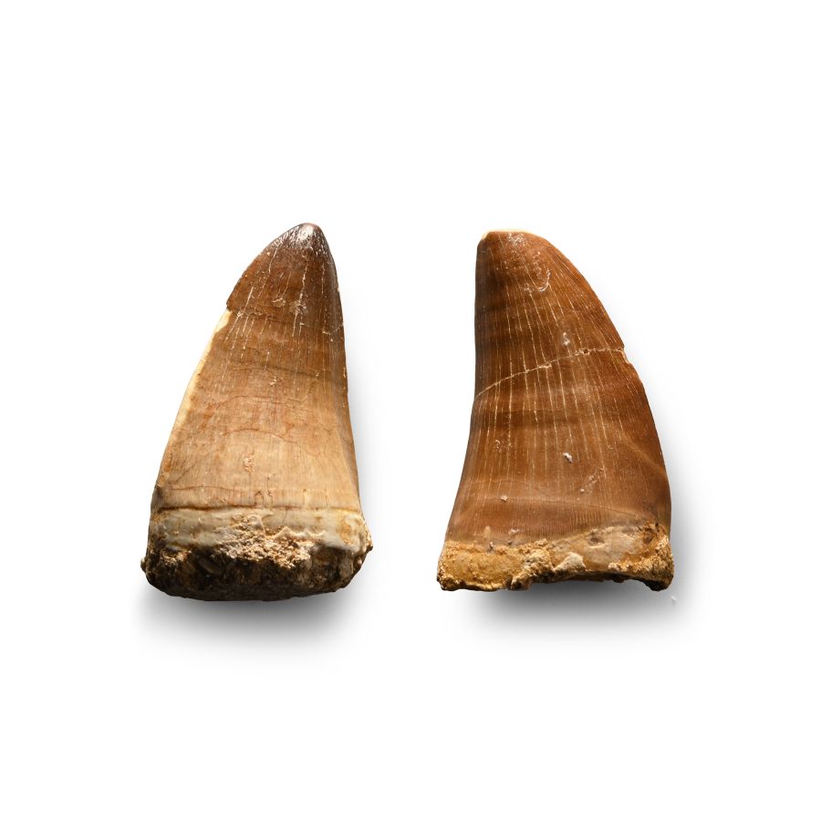 Mosasaur 'Marine Dinosaur' Fossil Tooth Group