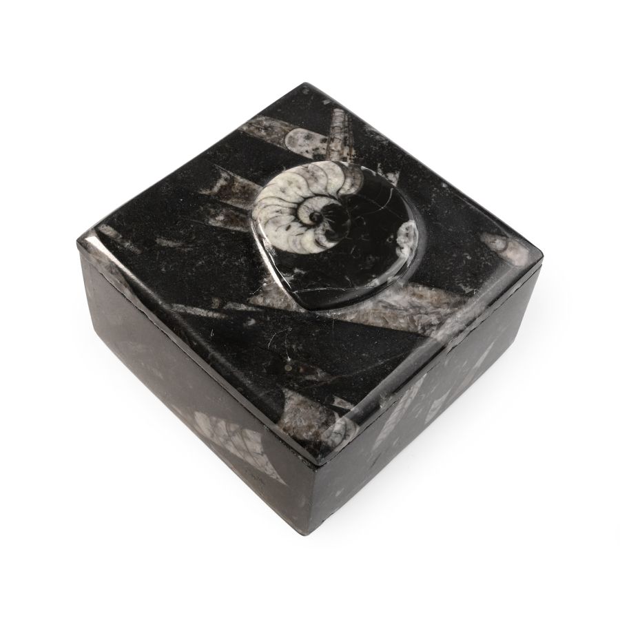 Polished Fossil Goniatite Trinket Box