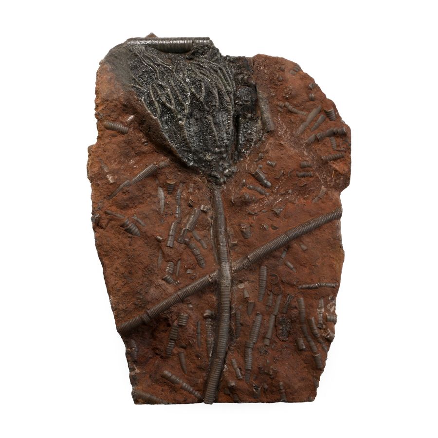 Scyphocrinites Fossil Crinoid on Matrix