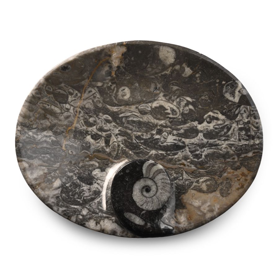 Polished Fossil Goniatite Bowl
