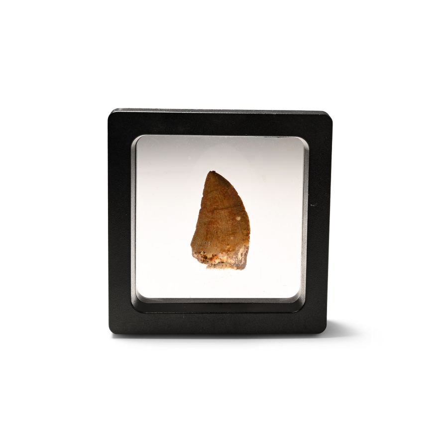 Carcharodontosaurus North African 'T-Rex' Fossil Dinosaur Tooth