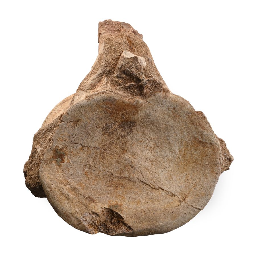 Fossil Plesiosaur 'Marine Dinosaur' Vertebra