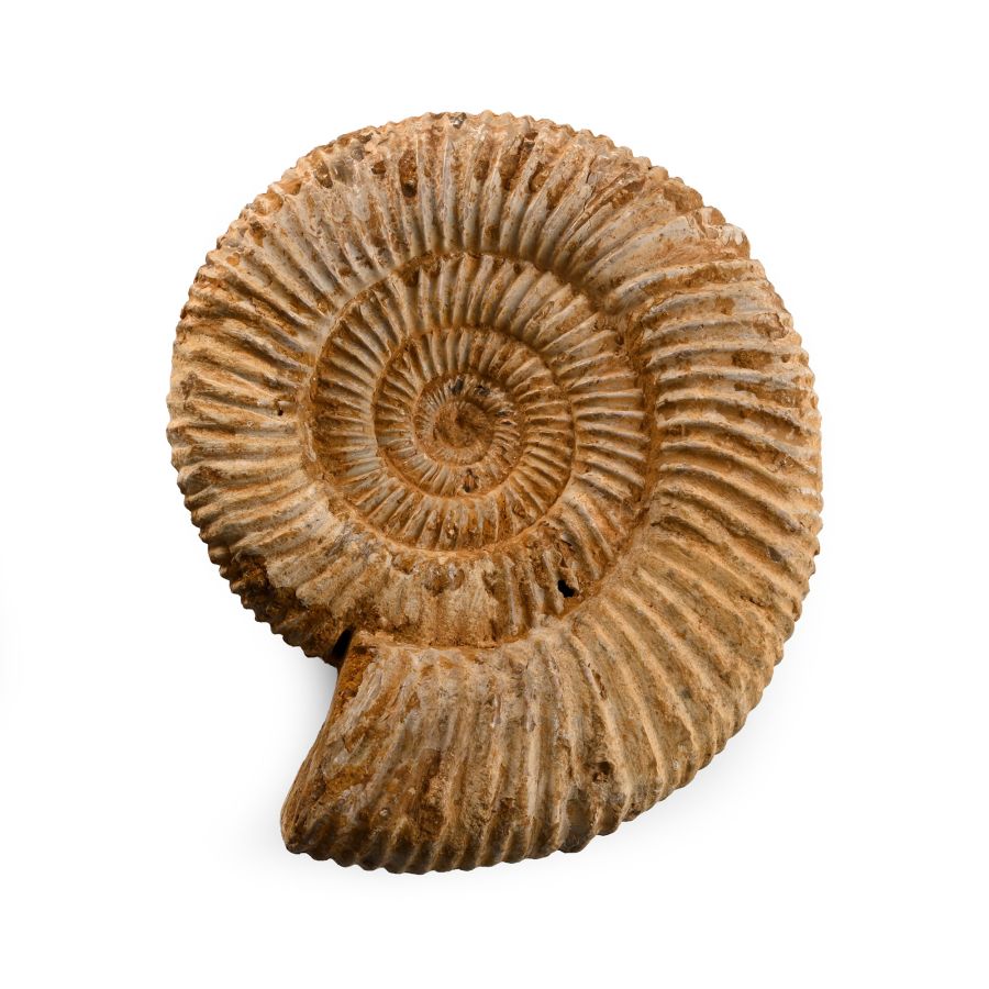 Perisphinctes Fossil Ammonite