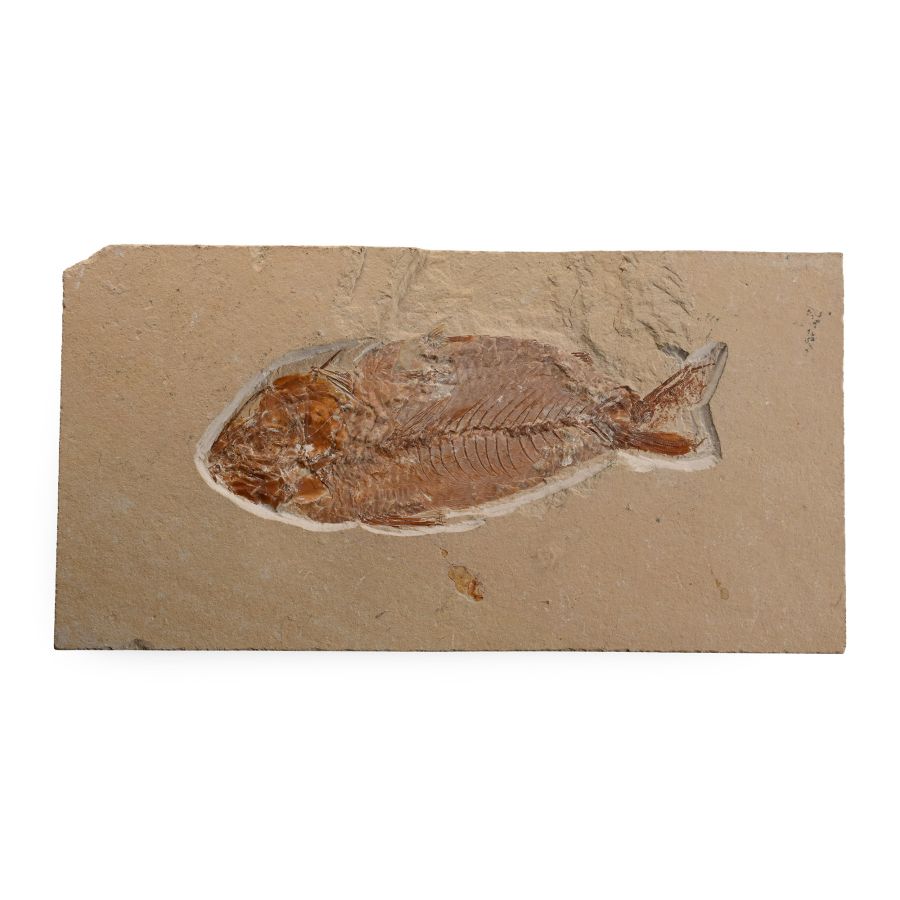 Lebanese Nematonotus Fossil Fish in Matrix