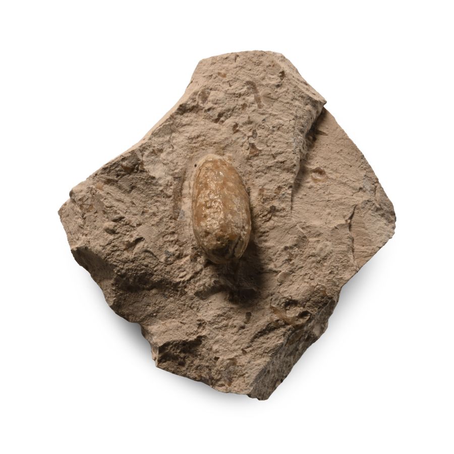 Fossil Ophiodienovum Fossil Snake Egg