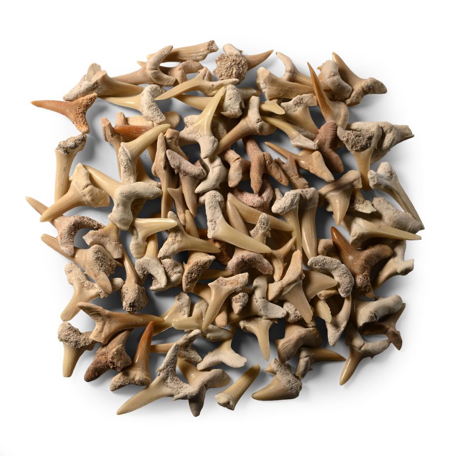Fossil Sand Shark Tooth Group