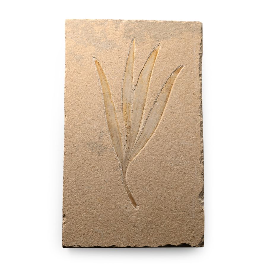 Lebanese Fossil Sapindopsis Plant Leaf