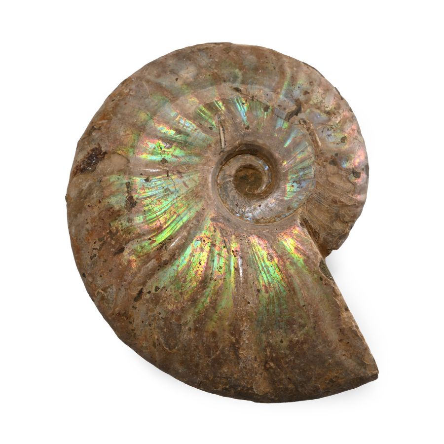 Iridescent Fossil Cleoniceras Ammonite