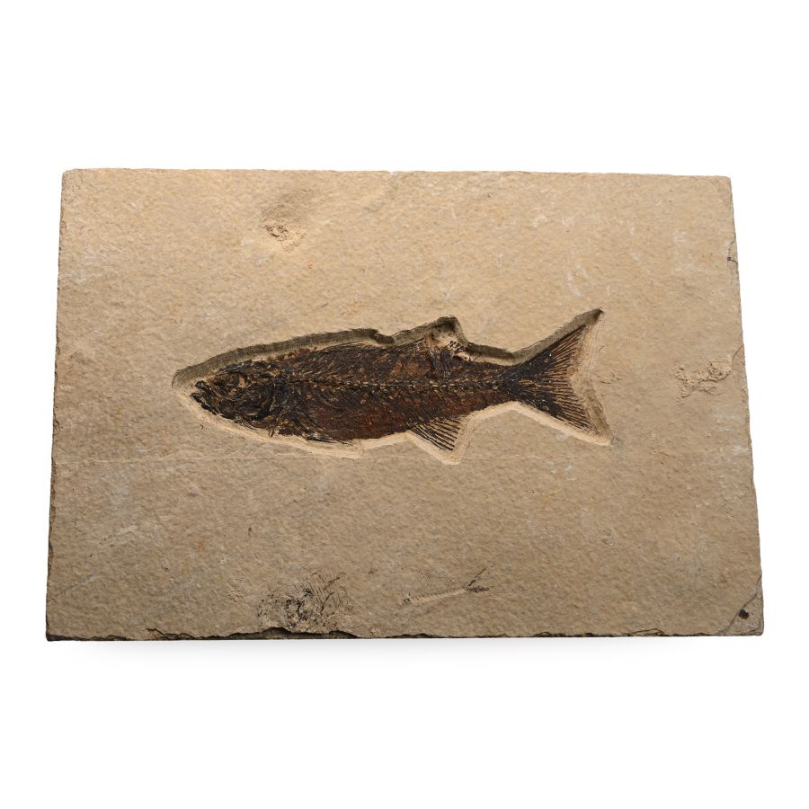 Mioplosus Fossil Fish