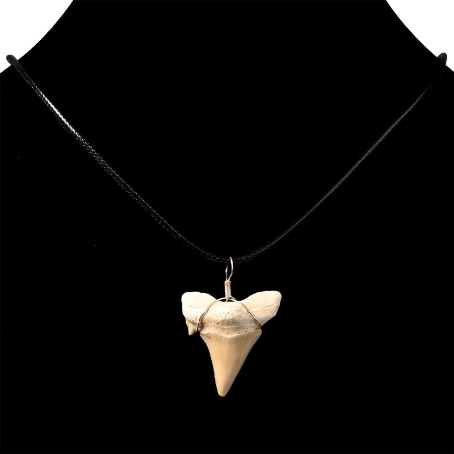 Fossil Otodus Shark Tooth Necklace