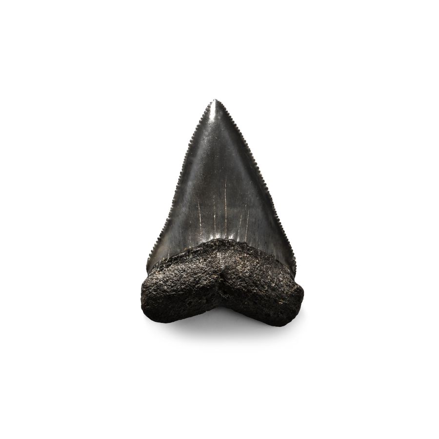 Large Fossilised Great White Shark's Tooth