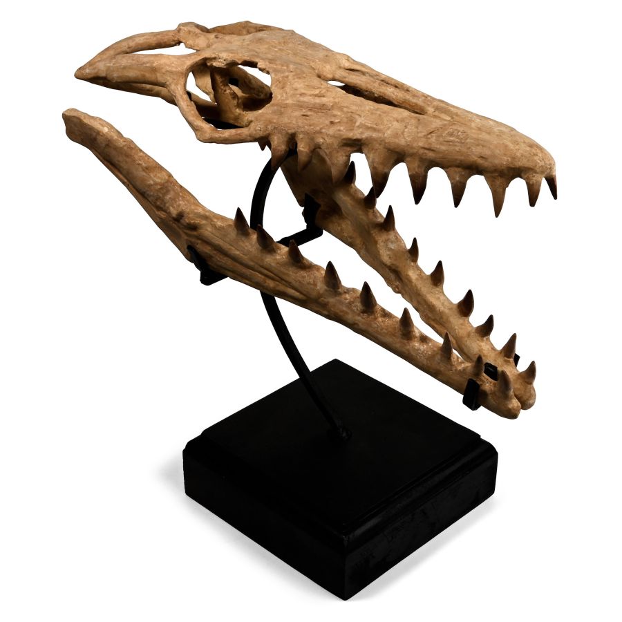 Mosasaur 'Marine Dinosaur' Fossil Skull