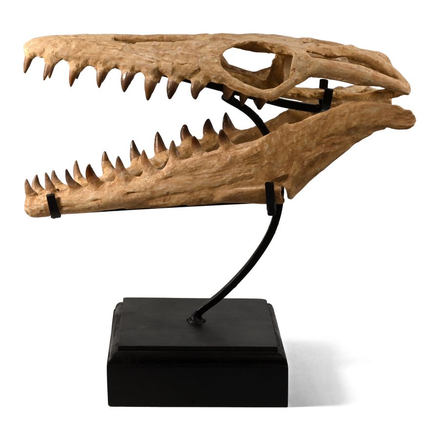 Mosasaur 'Marine Dinosaur' Fossil Skull