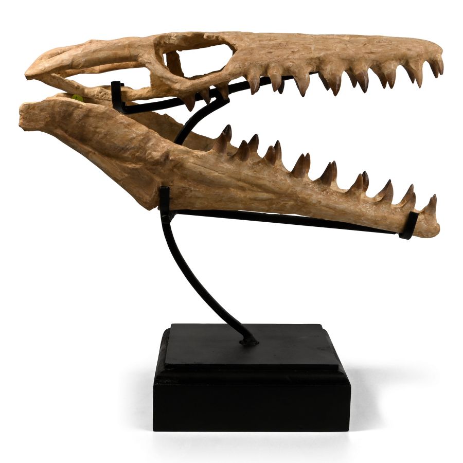 Mosasaur 'Marine Dinosaur' Fossil Skull