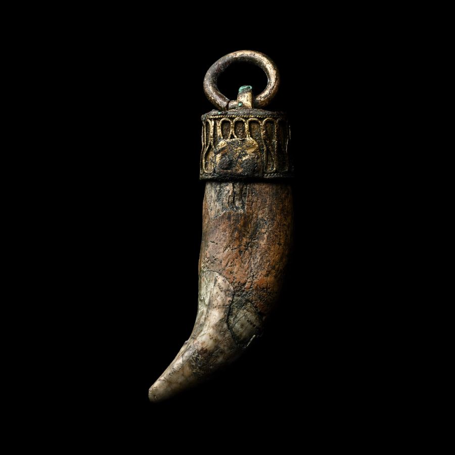 Large Viking Period Bear's Tooth Pendant