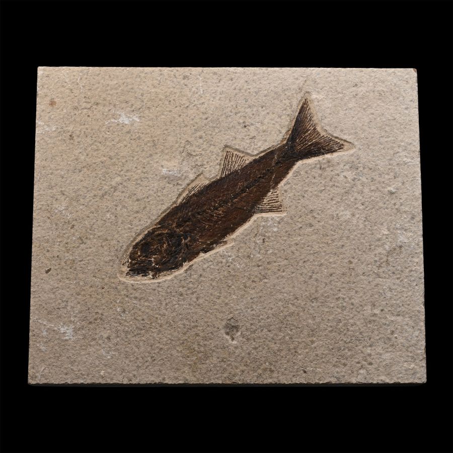 Fossil Mioplosus Fish