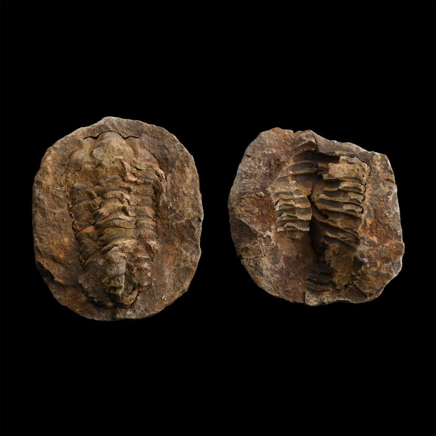 Fossil Calymene Trilobite Nodule