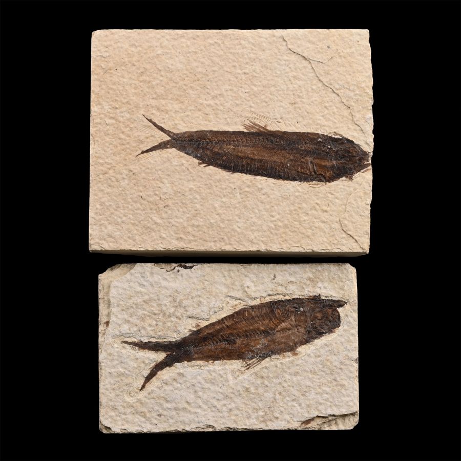 Fossil Knightia Fish Pair