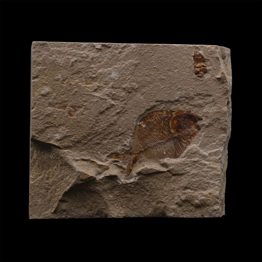 Fossil Diplomystus Fish