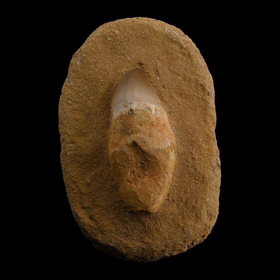 Mosasaur 'Marine Dinosaur' Tooth on Composite Matrix