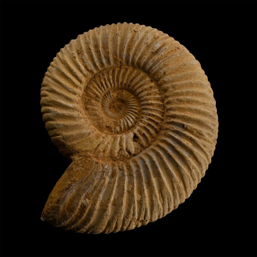 Fossil Perisphinctes Ammonite
