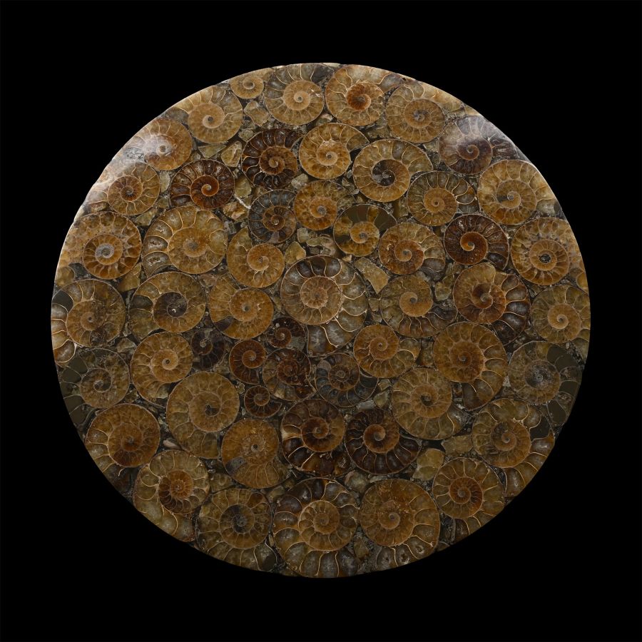 Polished Composite Ammonite Plate