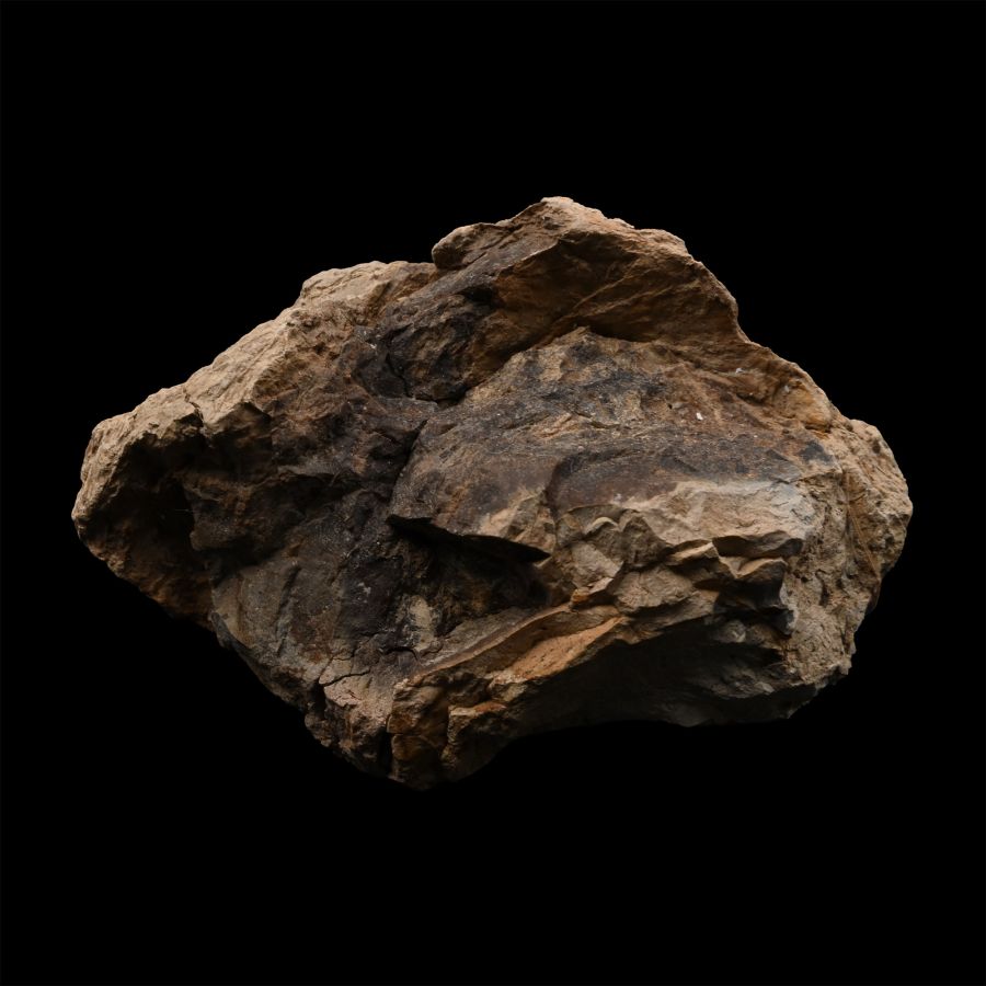 Fossil Tyrannosarus Rex Dinosaur Coprolite