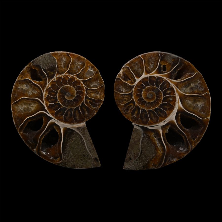 Cut and Polished Fossil Cleoniceras Ammonite