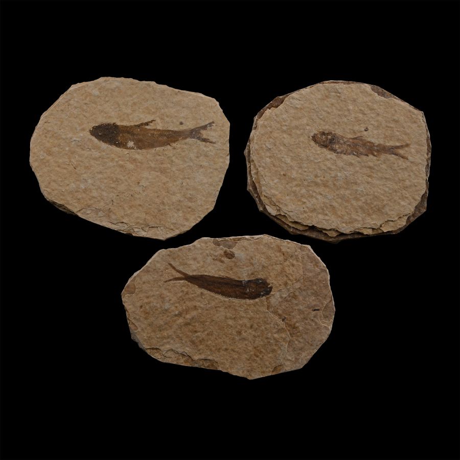 Fossil Knightia Alta Fish Group