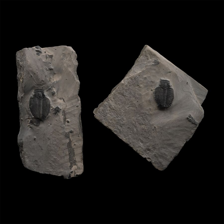 Fossil Elrathia Trilobite Pair