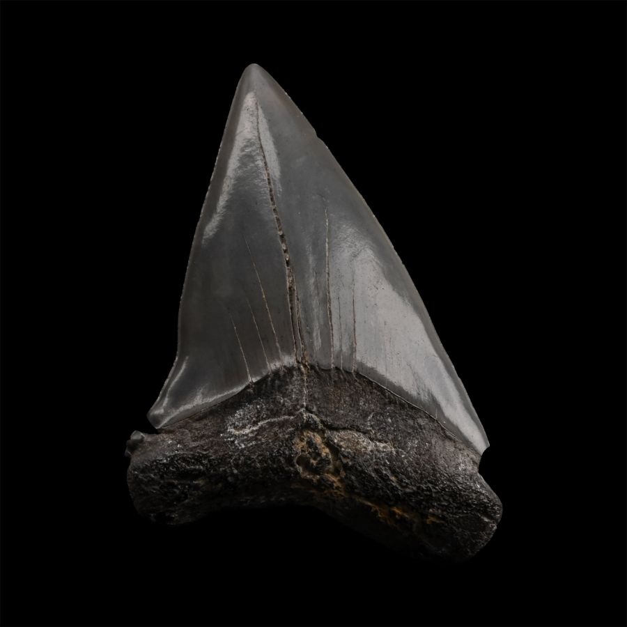 Great White Shark Tooth