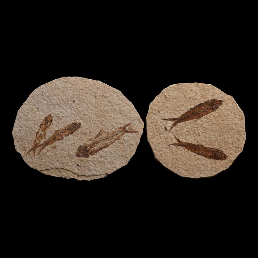 Fossil Knightia Alta Fish Group