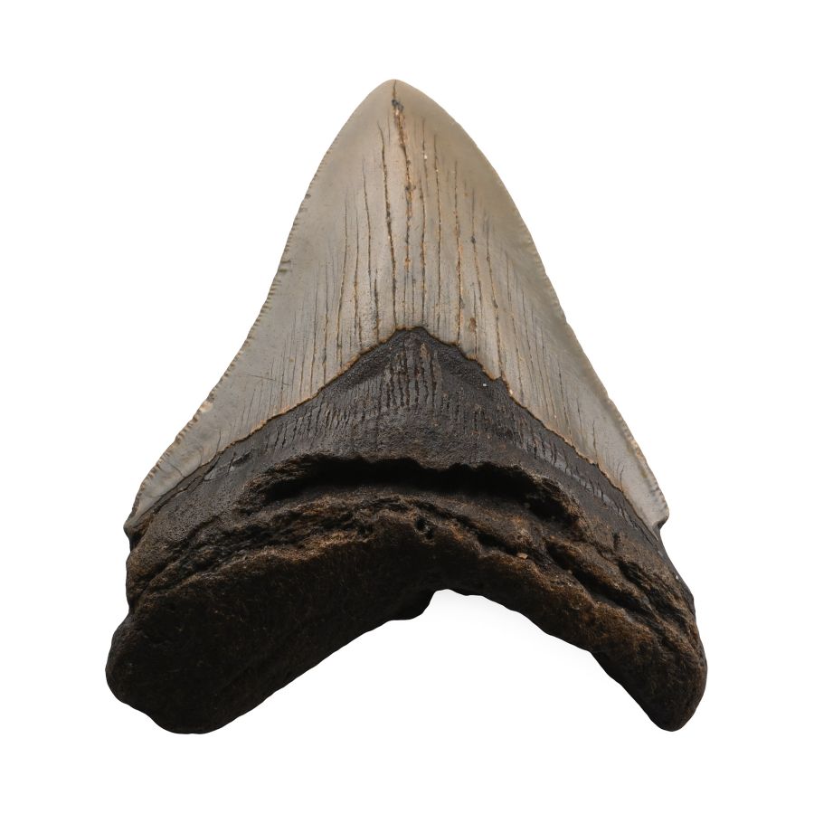 Fossil Megalodon Shark Tooth