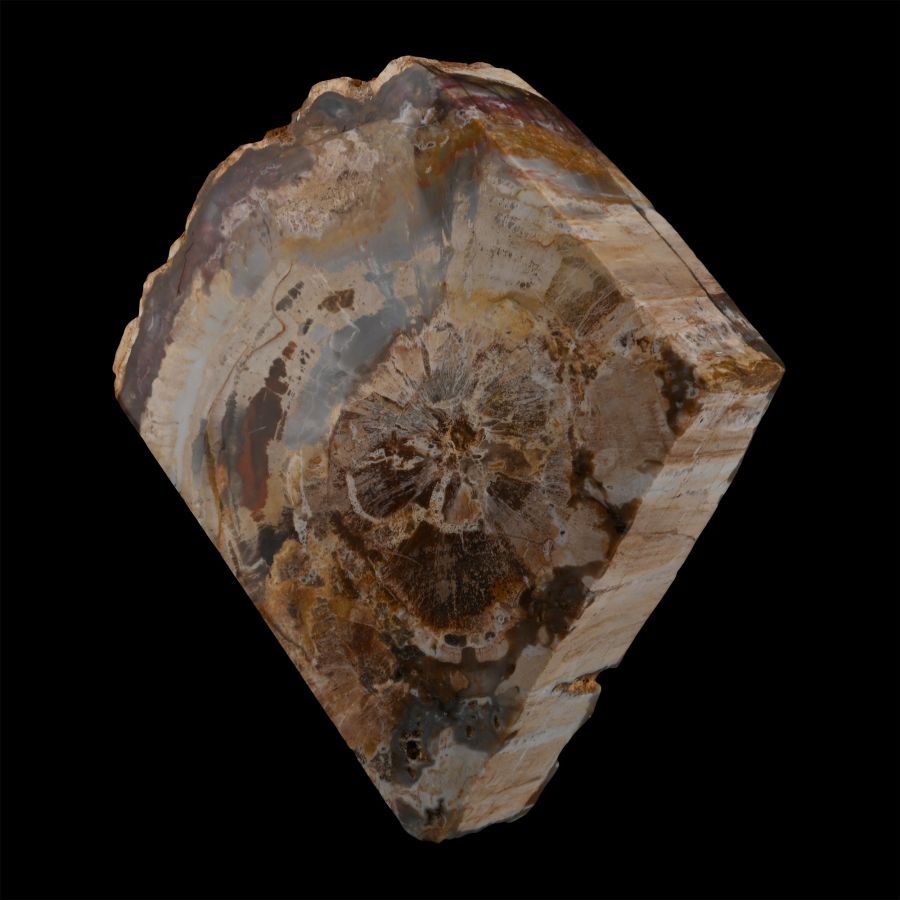 Polished Fossil Tree Trunk Section