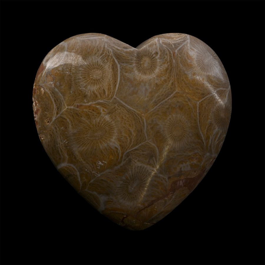 Polished Fossil Coral Head Heart