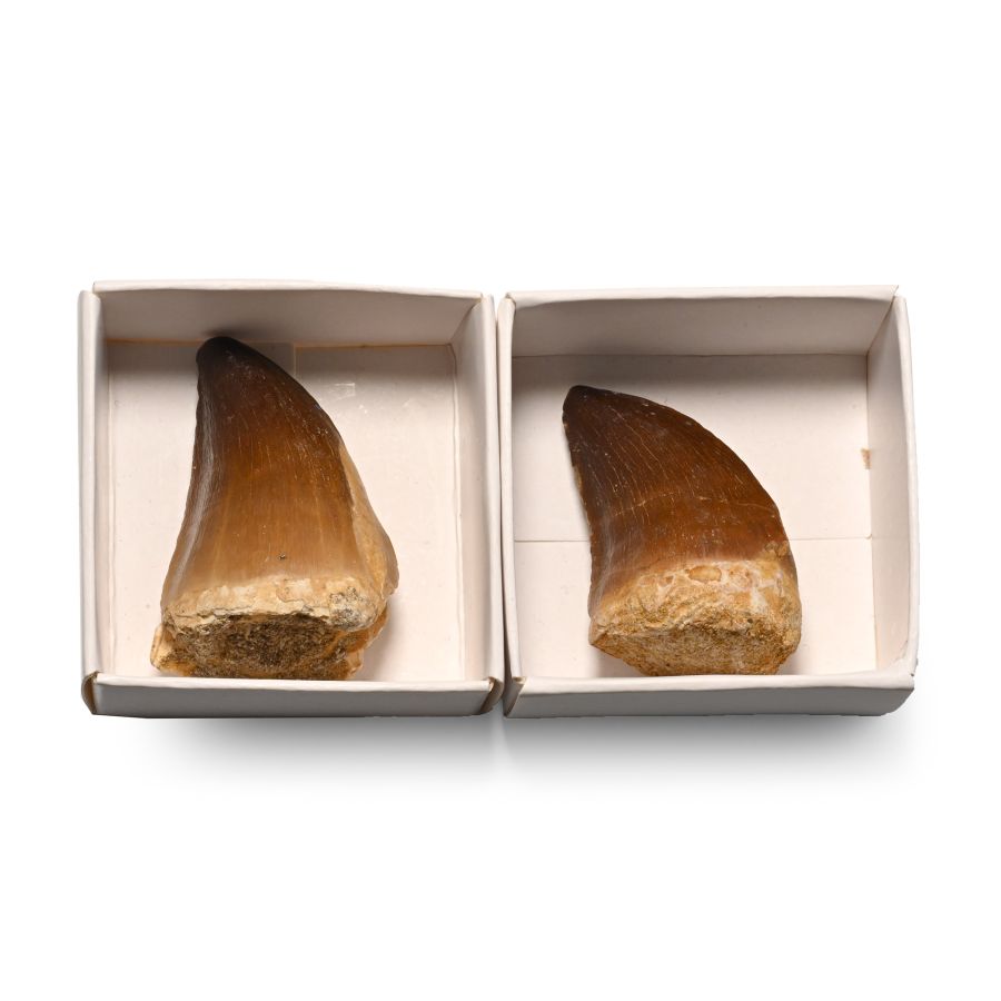 Mosasaur 'Marine Dinosaur' Fossil Tooth Pair